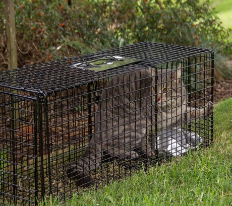 Tools & Techniques – Basic Cat Trapping
